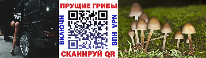 цена наркотик  Судогда  Псилоцибиновые грибы Psilocybe 